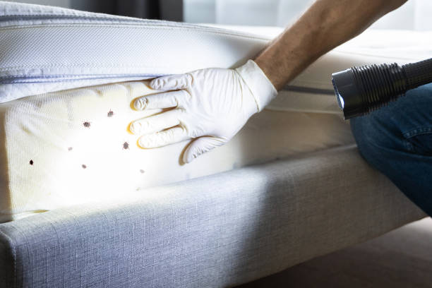 Best Termite Control Services  in Fort Belknap Agency, MT