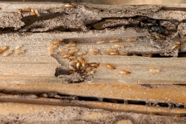 Best Exterminator Services  in Fort Belknap Agency, MT